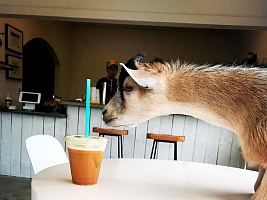 Лучшие кофейни на родине кофейного зерна